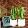 2x Bogenhanf, pflegeleichte Zimmerpflanzen, Sansevieria Produktbild-Vorschau 2