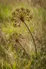 Gartenstecker Pusteblume aus Edelrost Metall Rost Produktbild-Vorschau 1
