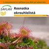SAFLAX Garden in the bag - Rosnatka okrouhlolistá - Drosera Náhled obrázku produktu 11