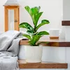 KADAX 3x Doniczka 16cm Osłonka z Podstawką Kremowa Podgląd zdjęcia produktu 4