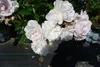 10x Rosa Sea Foam wunderschöne weisse Bodendecker Rose Produktbild-Vorschau 1