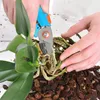 Hands pruning orchid roots with pruning shears. Produktbild-Vorschau