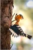 MuchoWow® Poster Vogel - Baum - Wald 120x180 cm - Produktbild-Vorschau 1