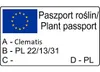Clematis Misayo 2L Náhled obrázku produktu 11