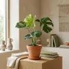 Bloomique - Lot de 2 - Monstera Deliciosa Thai Voir les images du produit 2