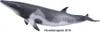 Collecta Speel Figur Zwerg Vinvis Gray 20 x 6 cm Produktbild-Vorschau 1