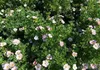 Potentilla frut. 'Lovely Pink'® ('bellezza rosa'®) - Anteprima dell’immagine prodotto 2