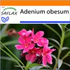 SAFLAX Garden in the bag - púštne ruže - Adenium obesum - 8 Náhľad obrázku produktu 8