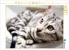 CALVENDO Puzzle Bengal Katerchen Bethari Zenon | 2000 Teile Produktbild-Vorschau 2