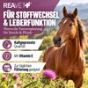REAVET Olio di cardo mariano per cani e cavalli, 1 litro – Anteprima dell’immagine prodotto 2