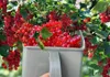 Beerenpflücker Heidelbeerkamm Rechenschaufel Johannisbeeren Produktbild-Vorschau 10