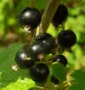 Blackcurrant Titania 2L Produktbild-Vorschau 9