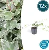 Bluszcz bialo-zielony Hedera helix 'Glacier' - 12 sztuk - Podgląd zdjęcia produktu 2