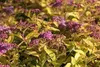 Spiraea jap. 'Golden Princess' - Brautspiere 25- 30  cm - Produktbild-Vorschau 2