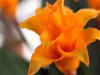 Bloomique - Calathea Crocata - Eternal Flame - Roślina Podgląd zdjęcia produktu 2