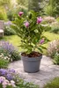 Magnolie ‘Susan’ 60–80 cm – Duftende Zwergmagnolie im Topf, Produktbild-Vorschau 3