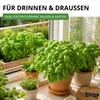 Basilikum Genoveser Samen - Ocimum basilicum - Produktbild-Vorschau 7