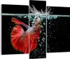 Bild auf Leinwand - Leinwandbild - Fisch Wasser Natur - Produktbild-Vorschau 1