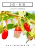 Goji Beeren Samen (Lycium chinense) - Vitaminreiche, rote Produktbild-Vorschau 2