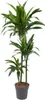 Drzewo smocze Dracaena Janet Craig 150cm, srednica 24cm - Podgląd zdjęcia produktu 1
