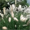 Stauden Gänge 1 x Pennisetum alopecuroides 'Cassian' im 1 Produktbild-Vorschau 1