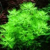 Aquarium Pflanze 3 Stück Hottonia palustris Wasserpflanze Produktbild-Vorschau 2