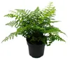 Asplenium dimorphum Parvati- besondere Farn-Sorten fürs Produktbild-Vorschau 2