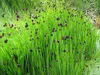 Stauden Gänge 3 x Juncus ensifolius im 1 Liter Topf - Zwerg Produktbild-Vorschau 2