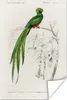 MuchoWow® Poster Vogel - Vintage - Zweig 80x120 cm - Produktbild-Vorschau 1