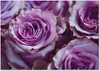 Tulup® Glas-Bild - 100 x 70 - Wandbild aus Glas - Wandkunst Produktbild-Vorschau 1