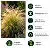 Stauden Gänge 10 x Stipa tenuissima 'Pony Tails' im 1 Liter Produktbild-Vorschau 8