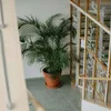 Chamedora - Chamaedorea elegans - Wysokość 80-90cm - ⌀20cm Podgląd zdjęcia produktu 5