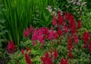 Stauden Gänge 3 x Astilbe arendsii Kollektion - Produktbild-Vorschau 6