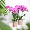 Kolibri Orchids Orchidée Phalaenopsis violette/rose, pot Voir les images du produit 2