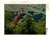 Calvendo Neugierige Giraffe 1000 Teile Puzzle quer Produktbild-Vorschau 3
