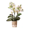 Kolibri Orchids – bílá orchidej Phalaenopsis „Lausanne“, Náhled obrázku produktu 1
