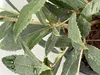 Osmanthus armatus - Fleur odorante chinoise 30- 40 cm - Voir les images du produit 2