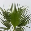 Waszyngtonia palma meksykańska - 2 szt - Washingtonia - Podgląd zdjęcia produktu 4