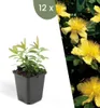 Plants by Frank | 12 Plantes de millepertuis | Hypericum Voir les images du produit 1