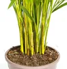 Goldfruchtpalme - Dypsis Areca Lutescens inkl. Naturkorb - Produktbild-Vorschau 4