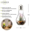 2er Set Sukkulenten Glühbirne Glas je B x H 8 x 19cm Deko Produktbild-Vorschau 2