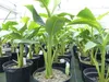 2 Stück Bananenstaude Musa Basjoo 60 - 80 cm winterhart Produktbild-Vorschau 3