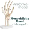 Anatomie Skelett Mensch Modell Skelett Hand Lebensgroß Produktbild-Vorschau 1