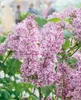 Syringa vulgaris 'Sensation', Flieder, zweifarbig, 60–80 cm Produktbild-Vorschau 7