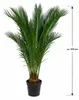 Cycas Revoluta, výška cca 100 cm – Sagopalma, palmfarn, Náhled obrázku produktu 5