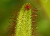 SAFLAX - Sonnentau - Drosera capensis - 200 Samen - Mit Produktbild-Vorschau 5