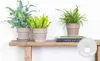 Bloomique - 3er-Mix - Luftreinigende Farne - Asplenium, Produktbild-Vorschau 2