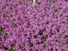 A close-up view of a dense carpet of small purple flowers. Produktbild-Vorschau