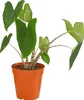 Dehner Pfeilblatt, Alocasia zebrina, gestreifte Stängel, Produktbild-Vorschau 1