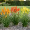 Stauden Gänge 3 x Kniphofia Kollektion - Fackellilie Produktbild-Vorschau 2